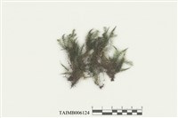 藏品(雉尾苔屬)的圖片